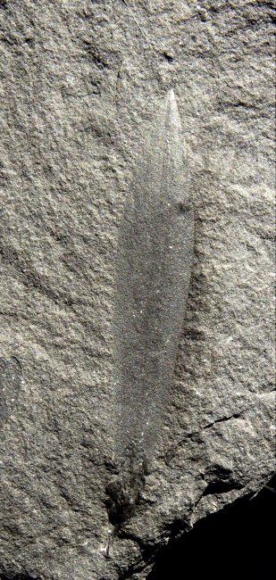 Lepidostrobophyllum lanceolatum